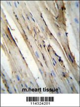 FUT4 Antibody