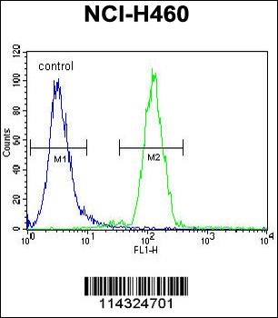 FUT4 Antibody