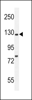 KIF5C Antibody