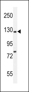 Kif5C-2 Antibody