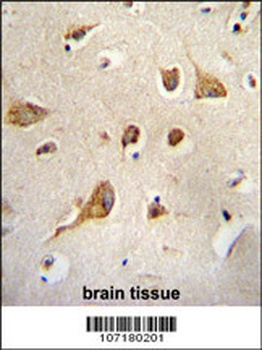 Kif5C-2 Antibody