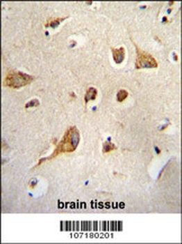 KIF5C Antibody