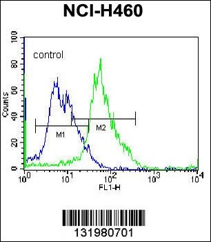 GGH Antibody