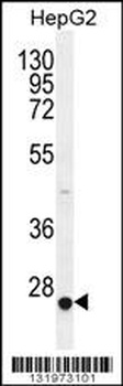 CACNG6 Antibody