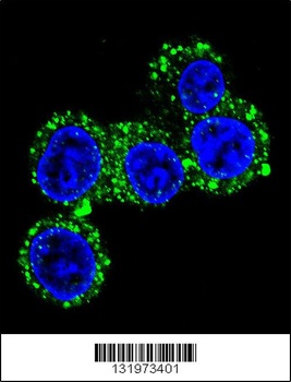 CACNG6 Antibody