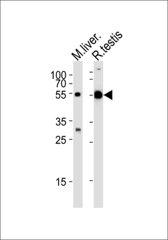 TUBA1C Antibody