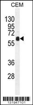 DOK3 Antibody