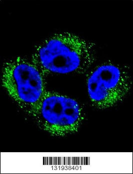 AP1M1 Antibody