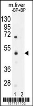 SAMD8 Antibody