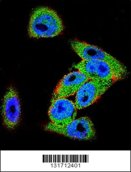 DVL3 Antibody