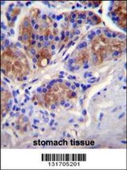 CASP12 Antibody