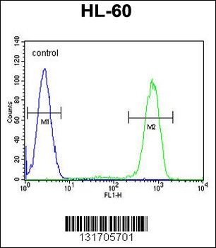 CASP12 Antibody