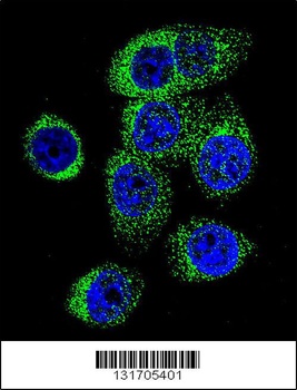 CASP12 Antibody