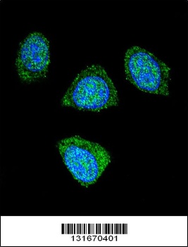 PDE3B Antibody