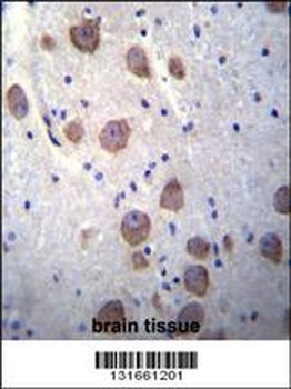 RGS7 Antibody