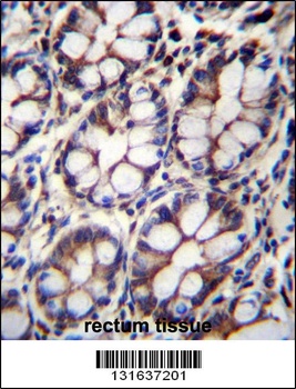 IQCA1 Antibody