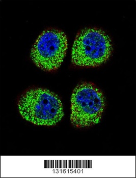 ARRB1 Antibody