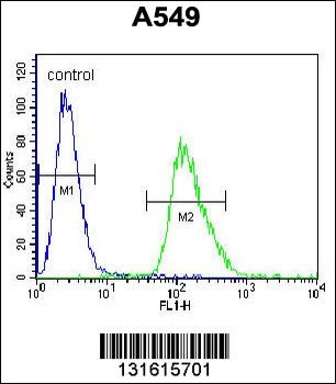 ARRB1 Antibody