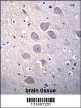 PCDHA5 Antibody