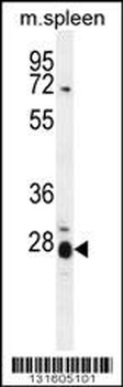 IL17B Antibody