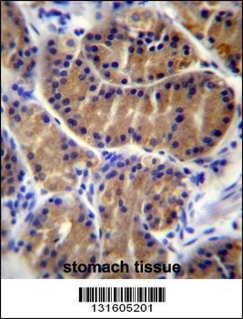 IL17B Antibody