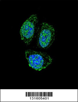 IL17B Antibody