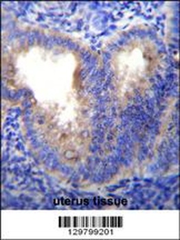 EIF5AL1 Antibody