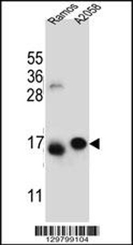 EIF5AL1 Antibody