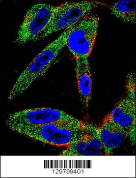 EIF5AL1 Antibody