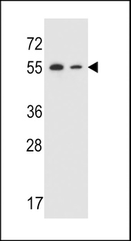 TRIM7 Antibody