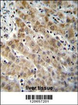 EDN1 Antibody