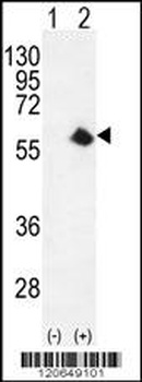 CDK8 Antibody