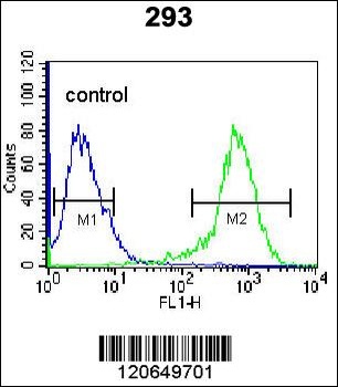 CDK8 Antibody