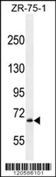 LRRN3 Antibody