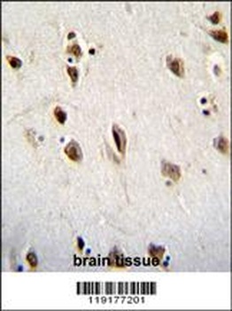 MSI1 Antibody