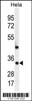 MED7 Antibody