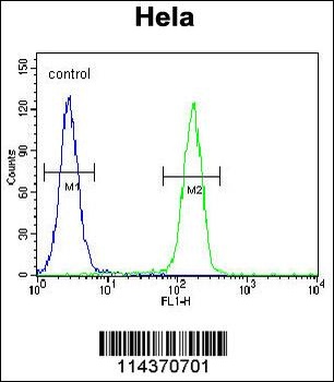 TFIIIC90 Antibody