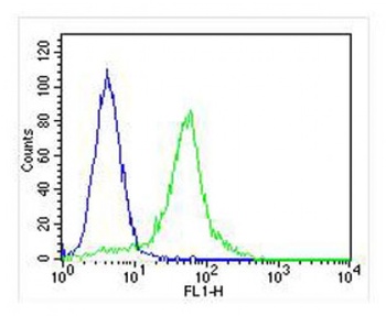 DDIT3 Antibody