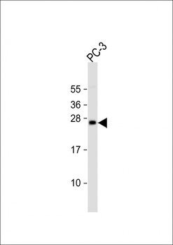 DDIT3 Antibody