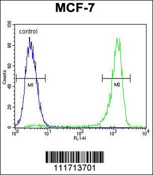 VEGFC Antibody