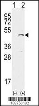 SET7 Antibody