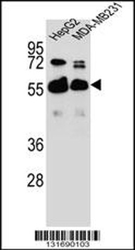 RAP1GDS1 Antibody