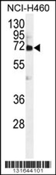 VWA2 Antibody