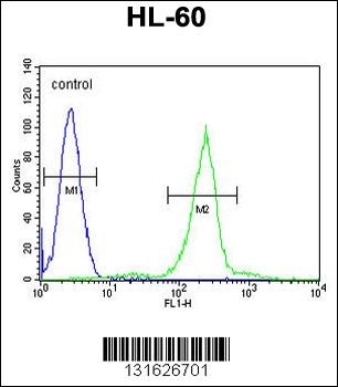 C1QC Antibody