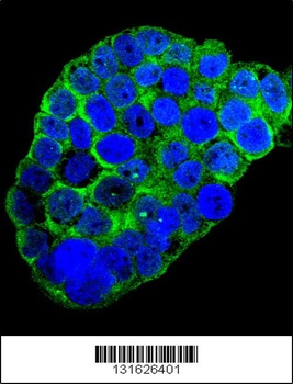 C1QC Antibody