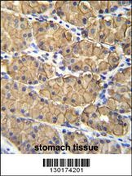 VSIG1 Antibody