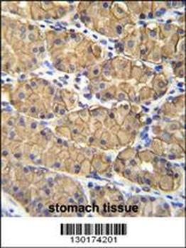 VSIG1 Antibody