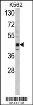 SETD8 Antibody