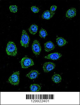 PABPN1L Antibody