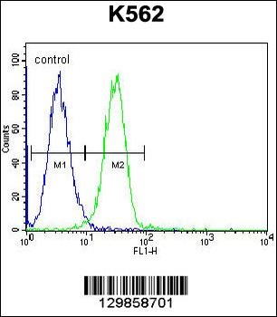 UAP1L1 Antibody